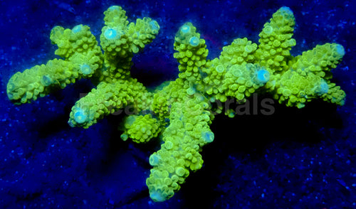 Limeburst Acropora