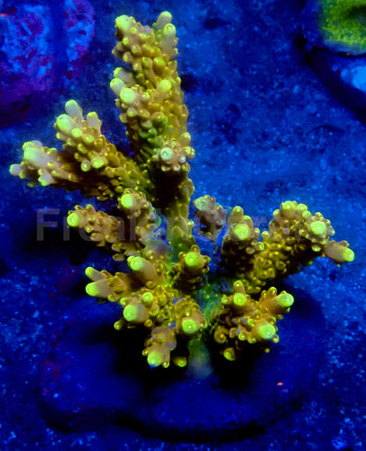 Golden Fingers Acropora