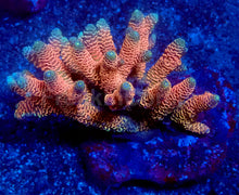 Load image into Gallery viewer, Sunset Blaze Acropora