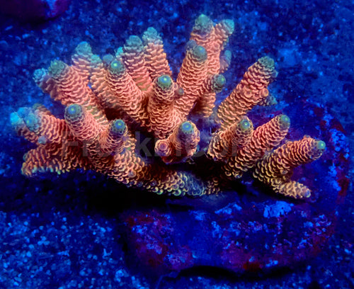 Sunset Blaze Acropora