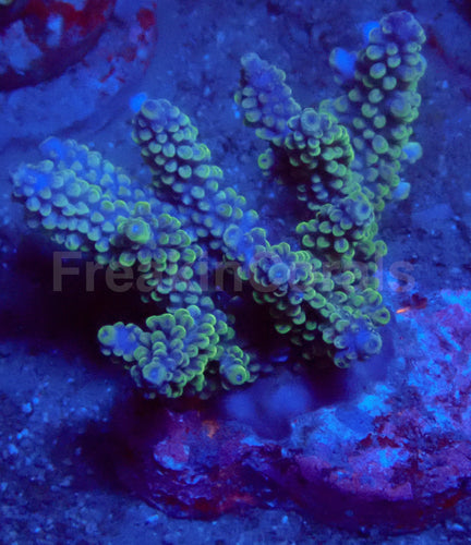 Ocean Emerald Acropora
