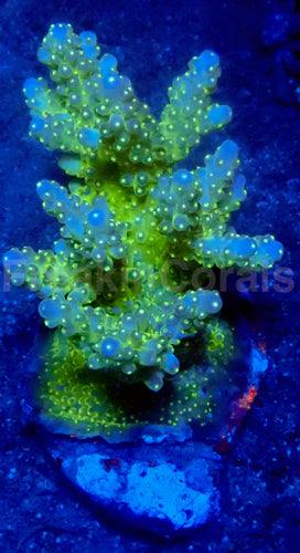 Green Star Acropora