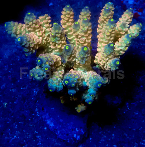 Solar Sky Acropora