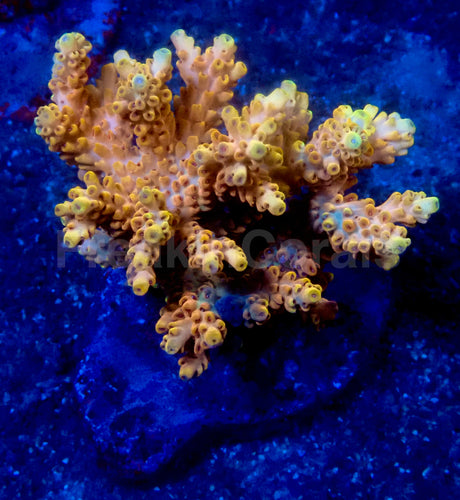 Pikachu Acropora