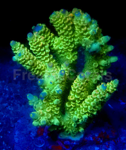 Venom Spark Acropora