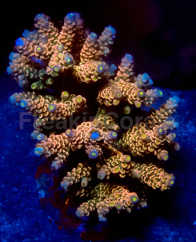 Inferno Glow Acropora