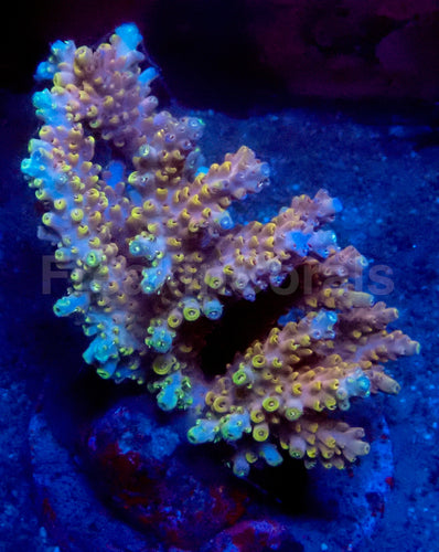 Sunflare Acropora
