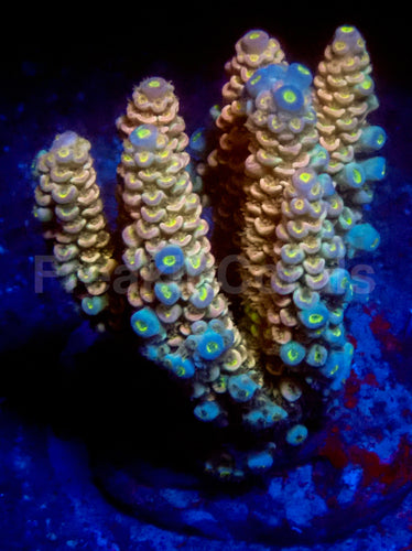 Solar Pulse Acropora