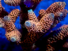 Load image into Gallery viewer, Sunset Blaze Acropora