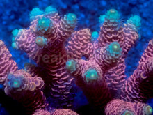 Carregar imagem no visualizador da galeria, 🌅 Sunset Blaze Acropora