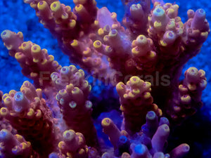 Solar Flare Acropora
