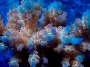 Electric Horizon Acropora