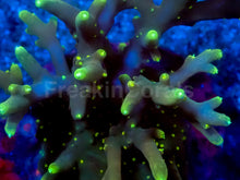 Carregar imagem no visualizador da galeria, Golden Halo Acropora