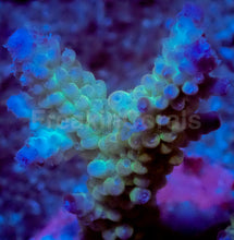 Load image into Gallery viewer, Ice Drift Acropora