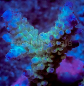 Ice Drift Acropora