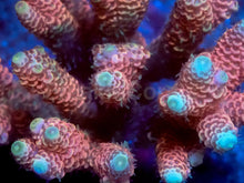 Carregar imagem no visualizador da galeria, Sunset Blaze Acropora