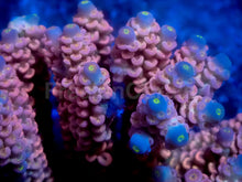 Load image into Gallery viewer, Jigglypuff Acropora