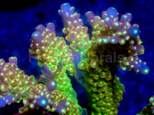 Load image into Gallery viewer, Solar Apex Acropora