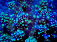 Load image into Gallery viewer, Stormlight Acropora