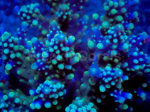 Stormlight Acropora