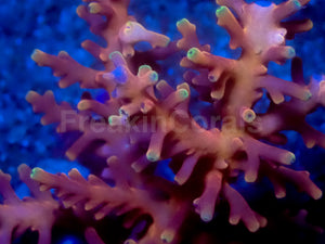 Red Ferrari Acropora