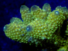 Load image into Gallery viewer, Aurora Gold Acropora