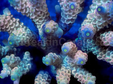 Load image into Gallery viewer, Prismfire Acropora