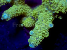Load image into Gallery viewer, Limeburst Acropora