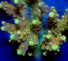 Load image into Gallery viewer, Golden Fingers Acropora