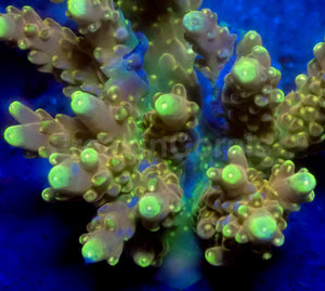 Golden Fingers Acropora