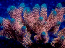 Load image into Gallery viewer, Sunset Blaze Acropora