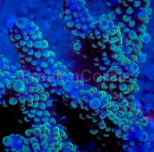 Load image into Gallery viewer, Ocean Emerald Acropora