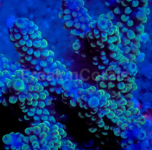 Ocean Emerald Acropora