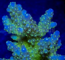 Load image into Gallery viewer, Green Star Acropora