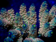 Load image into Gallery viewer, Solar Sky Acropora