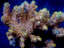 Load image into Gallery viewer, Pikachu Acropora