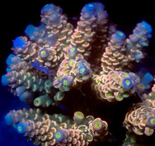 Load image into Gallery viewer, Inferno Glow Acropora