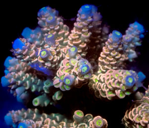 Inferno Glow Acropora