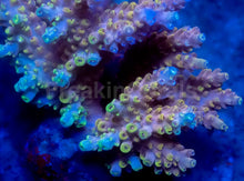 Load image into Gallery viewer, Sunflare Acropora