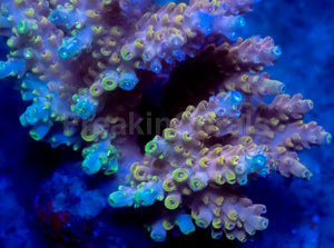 Sunflare Acropora