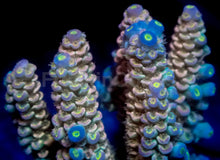 Load image into Gallery viewer, Solar Pulse Acropora