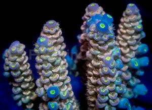 Solar Pulse Acropora