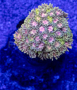 Toxic Glow Goniopora