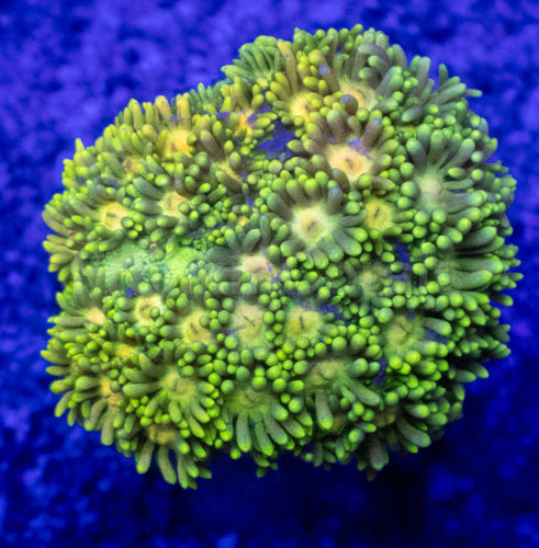 Toxic Glow Goniopora