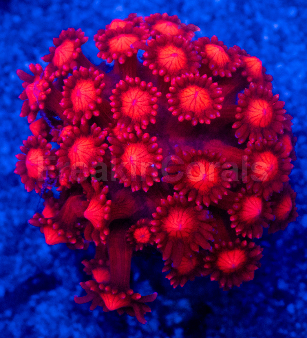 Crimson Bloom Goniopora