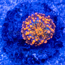 Load image into Gallery viewer, Solar Ember Ricordea Yuma