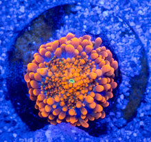Load image into Gallery viewer, Solar Ember Ricordea Yuma
