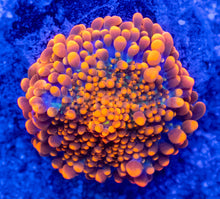 Load image into Gallery viewer, Solar Ember Ricordea Yuma