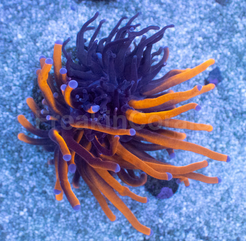 Hybrid Fusion Torch Coral (AR)