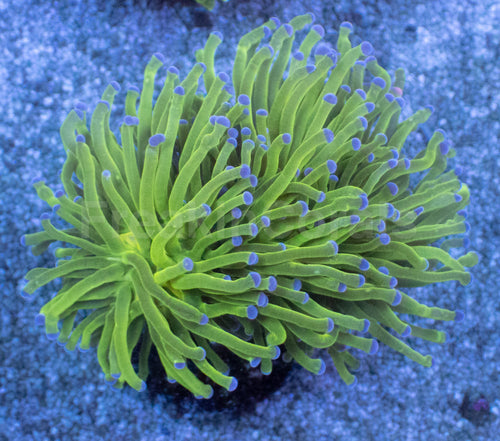 Aurora Glow Torch Coral